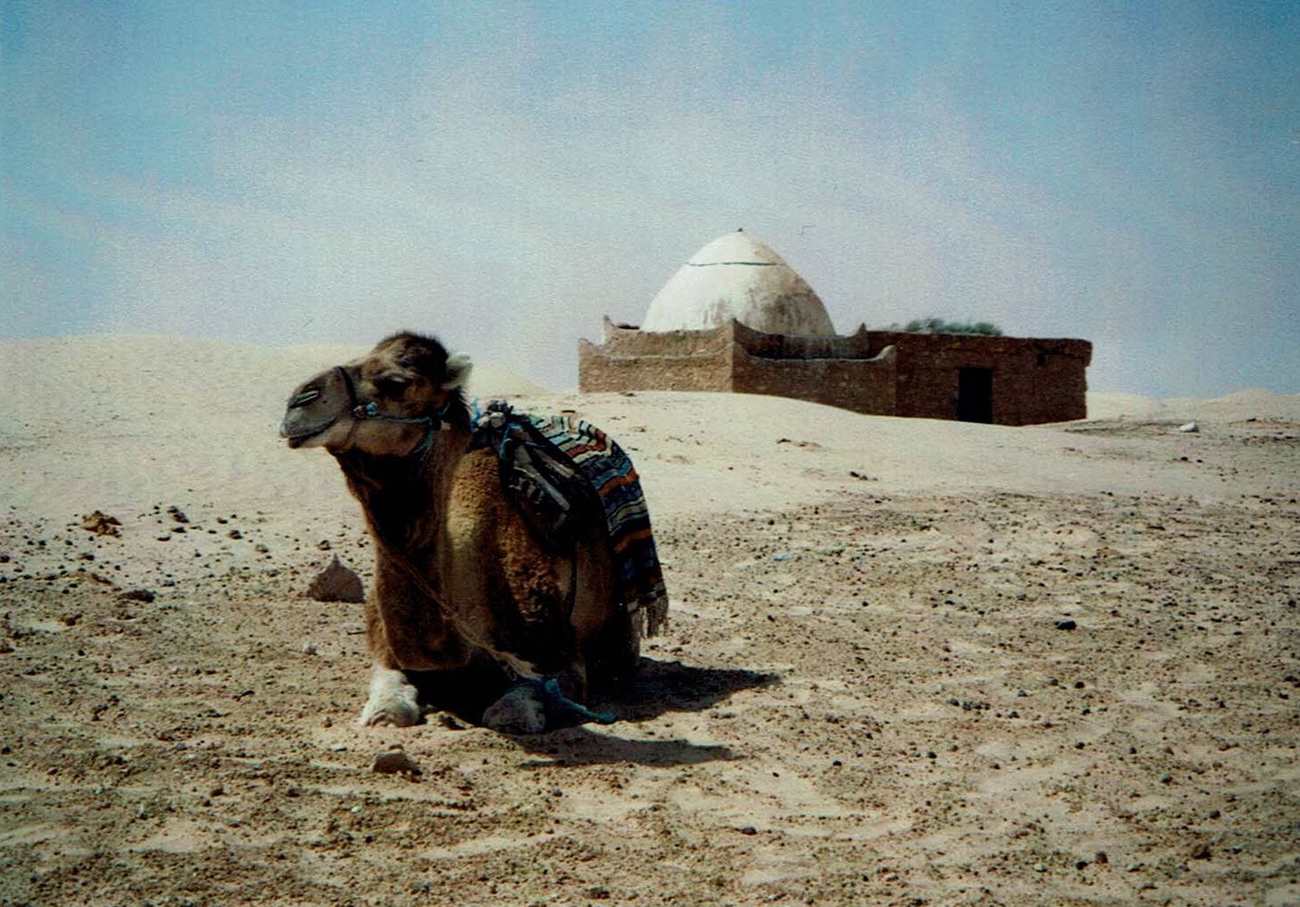 Eine Wüstenwanderung mit Lastkamelen Ankunft in Tunis Carthage oder in Nfidha Hammamet